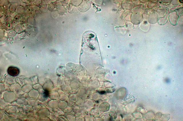 Psathyrella hirtosquamulosa   (Peck)   A. H. Smith